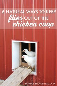 I currently have less flies in my chicken coop than I do in my house, thanks to the tips in this chicken coop fly control post! The Prairie Homestead, Prairie Homestead, Portable Chicken Coop, Fly Control, Best Chicken Coop, Raising Backyard Chickens, Crazy Chicken Lady, Keeping Chickens, Building A Chicken Coop