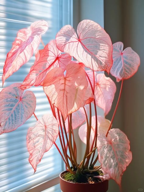 Plants Around Window, Coleus Seeds, Houseplant Collection, Pink Plants, Lucky Plant, Dark Green Background, Home Plants, Pink Plant, Plant Aesthetic