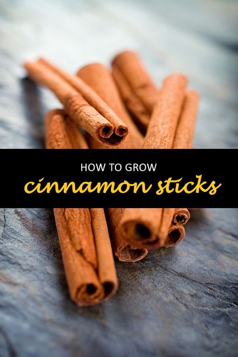 How To Grow Cinnamon Sticks, How To Grow Cinnamon, Grow Cinnamon Tree, Growing Cinnamon Plants, Growing Cinnamon, Cinnamon Sticks Uses, Burn Cinnamon Sticks, How To Grow Cinnamon Plants, Grow Cinnamon