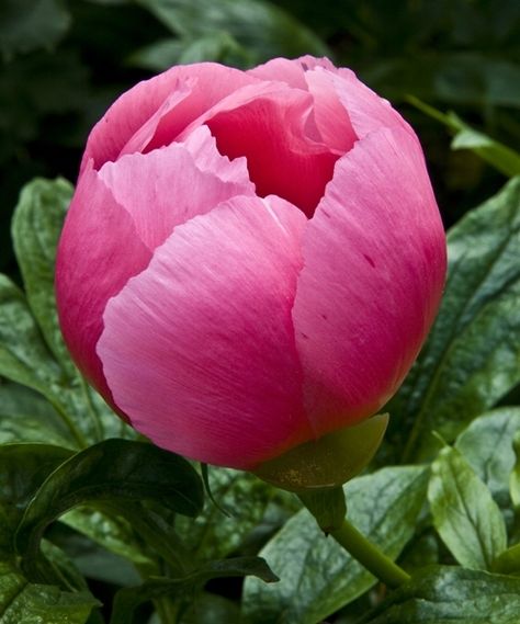 Peony Photo, Peony Reference Photo, Closed Peony, Peony Bud Watercolor, Single Pink Peony, Peony Bud, Macro Flower, Peony Flower, Flowers Nature