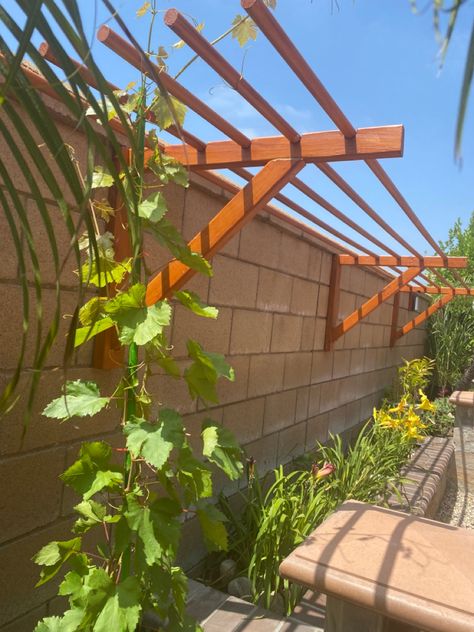 Grapes Vines Trellis, Small Grape Trellis, Trellis On Fence Ideas, Grape Vine Privacy Fence, Grape Vine Structures, Muscadine Grape Trellis, Grape Trellis Ideas Backyards, Concord Grape Trellis Ideas, Grape Plant Trellis