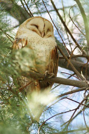 Winnie Core Aesthetic, Majestic Birds, Barn Owls, Sleeping Animals, Picture Board, Burrowing Owl, Animal References, Owl Pictures, Beautiful Owl