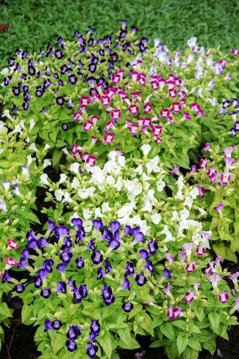 Torenia Flowers, Ground Cover Ideas, Shaded Backyard, Shade Loving Flowers, Ground Orchids, Shade Landscaping, Coral Bells Heuchera, Edging Plants, Shade Loving Perennials