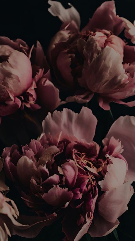 dark academia aesthetic peony bundle | E N A Nature, Peonies Dark Aesthetic, Moody Floral Aesthetic, Spring Dark Aesthetic, Dark Autumn Romantic, Romantic Academia Wallpaper, Female Aesthetic Wallpaper, Dark Floral Wallpaper Iphone, Dark Flower Aesthetic Wallpaper