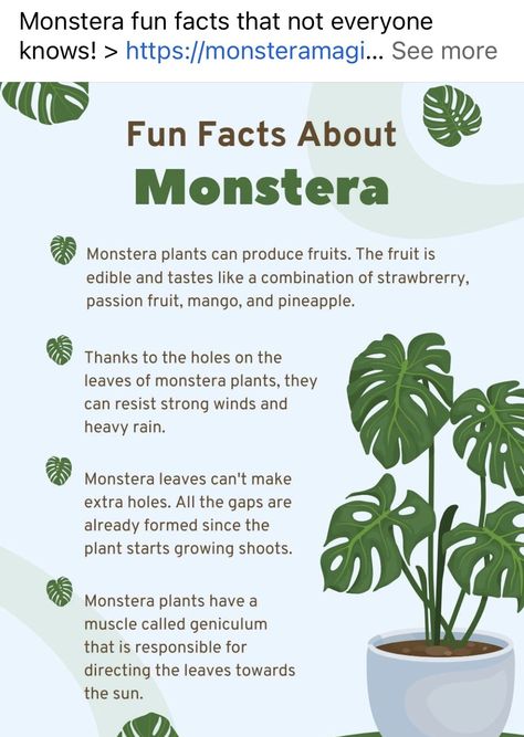 Monstera Deliciosa Care, Monstera Plant Care, Indoor Oasis, All Things Green, Lucky Plant, Plant Goals, Plant Care Tips, Household Plants, Plant Care Houseplant