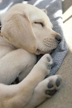 South Florida Short Sale Seller relieved of Short Sale Deficiency. Relaxes just like this puppy now. #SouthFloridaShortSale White Labrador Puppy, Labrador Puppies For Sale, Husky Corgi, Puppies Labrador, Labrador Dogs, Yellow Lab Puppies, Funny Dog Jokes, Puppies Black, White Labrador