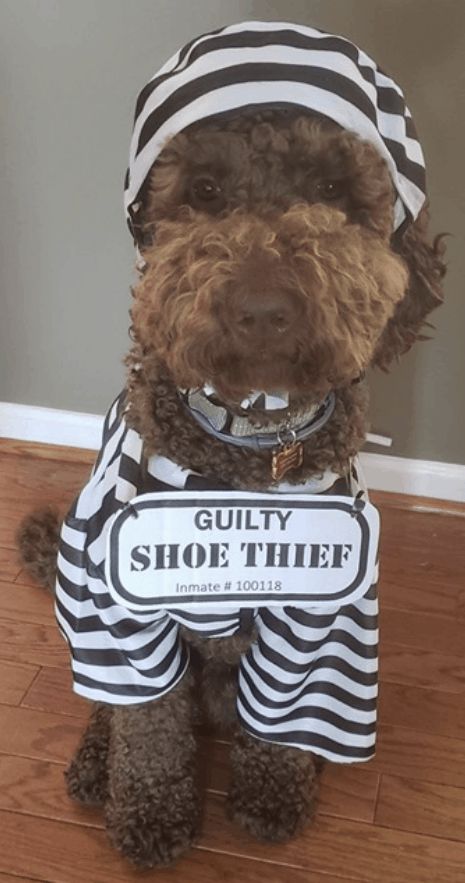 Dog Halloween Costumes For Black Dogs, Halloween Costumes For Yorkies, Tiny Dog Halloween Costumes, Costumes For Poodles, Doggie Halloween Costumes, Cocker Spaniel Halloween Costume, Dog Family Costume Ideas, Labradoodle Halloween Costumes, Dog Hollowed Costumes