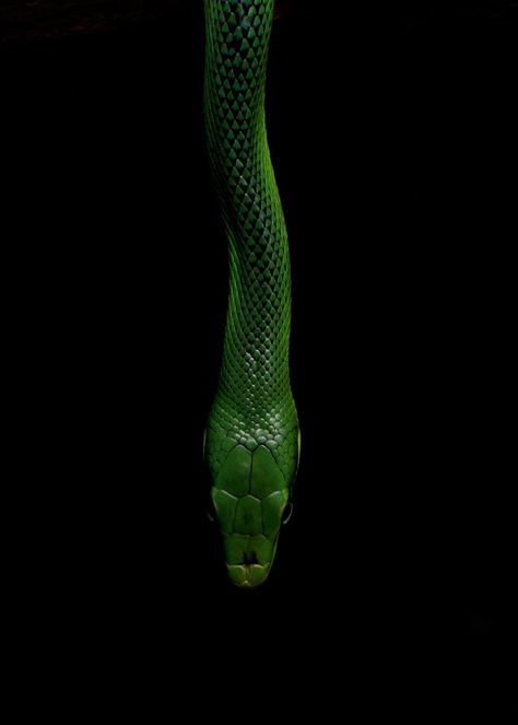 Green Snake On Black Background Reptiles Aesthetic, Reptile Eye, Dark Academia Aesthetic Wallpaper, Loki Aesthetic, Rat Snake, Slytherin Pride, Dark Green Aesthetic, Green Snake, Slytherin Aesthetic