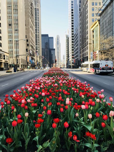 Tulips @ Michigan Avenue, Chicago : 5May2018 Chicago Spring Aesthetic, Crafternoon Ideas, Chicago Spring, Michigan Avenue Chicago, Chicago Aesthetic, Chicago Summer, Chi Town, Millennium Park, Michigan Avenue