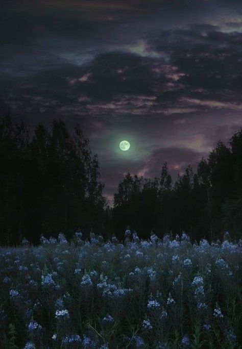 Night Flowers Moonlight, Night Flowers, Dark Nature Aesthetic, Moon Pictures, Night Scenery, Night Landscape, Pretty Landscapes, Beautiful Moon, Night Aesthetic