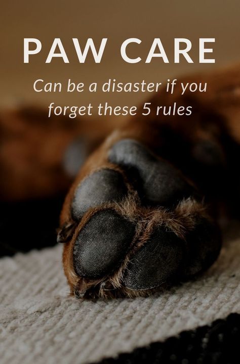 Dog Paw Care, Paw Pad, Paw Care, Dog Remedies, Dog Grooming Tips, Dog Nails, Dog Care Tips, Pet Care Tips, Puppy Care