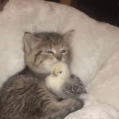 Baby Chick, Cute Little Kittens, Silly Cats Pictures, Kitten Love, Kitten Gif, Cat Icon, Cute Cat Gif, Cat Aesthetic