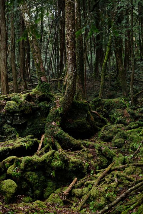 Overgrown Forest, Japan Forest, Aokigahara Forest, Bluebell Forest, Majestic Forest, Dreamy Destinations, Dark Naturalism, Forest Moss, Natural Forest