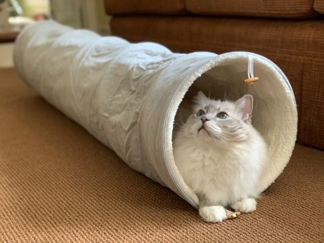 Best Cat Tunnel Indoor 2021 for large cats IMG_5322 Diy Cat Tunnel Outdoor, Cat Tunnels In House, Cat Tunnel Under Christmas Tree, Cat Tunnel Indoor, Cat Tunnel Diy, Cat Tunnels For Outside, Cat Tunnel, Fiber Sculpture, Free Cats