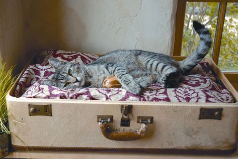 Pet Suitcase Bed                         Dream a Little Bigger - Dream a Little Bigger Craft Blog - Call Me a Crazy Cat Lady... Katt Diy, Old Luggage, Kat Diy, Chat Diy, Diy Cat Bed, Diy Pet Bed, Gatto Carino, Old Suitcases, Vintage Suitcases