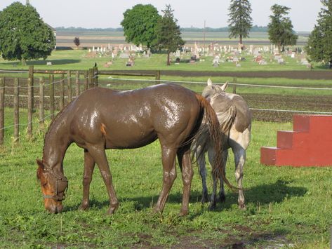 10 Horses We Wouldn’t Want to Curry | www.horsenation.com Muddy Horse, Horse Shampoo, Spring Horse, Horse Ears, Horse Fashion, Fox Hunting, All About Horses, Horse World, Miniature Horse