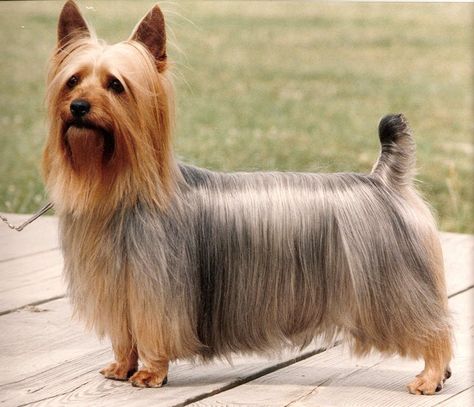 Yorkie Puppy Haircuts, Dog Print Tattoo, Puppy Sketch, Akc Breeds, Australian Terrier, Yorkie Terrier, Silky Terrier, Dog Line, Yorkie Dogs