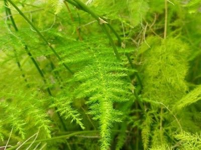 Asparagus Fern Plant: How To Take Care Of Asparagus Ferns - The asparagus fern plant is normally found in a hanging basket; decorating the deck or patio in summer and helping to clean indoor air in winter. Learn how to grow asparagus ferns in this article. Asparagus Fern Care, Grow Asparagus, House Jungle, Foxtail Fern, Growing Asparagus, Ferns Care, Types Of Ferns, Asparagus Fern, Indoor Vegetable Gardening