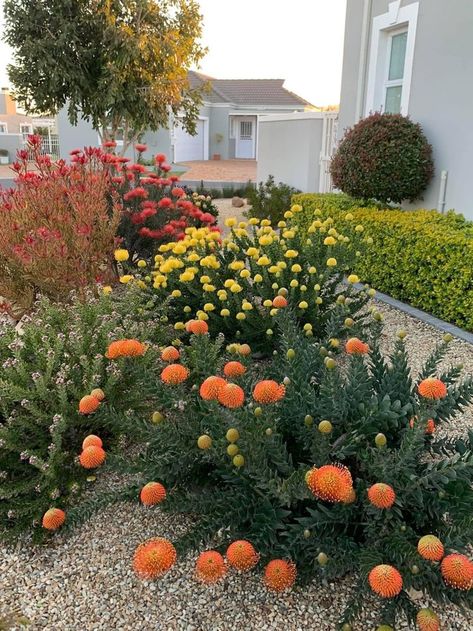 South African Succulent Garden, South African Gardens Ideas, Coastal Gardens South Africa, South Australian Native Garden, Waterwise Garden Ideas South Africa, Western Cape Garden Ideas, Fynbos Garden Landscaping, Indigenous South African Gardens, Fynbos Garden Ideas