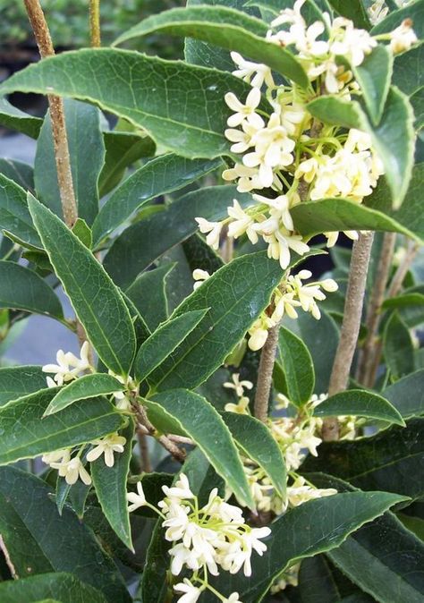 Sweet Olive Tree, Olive Tree Care, Growing Olive Trees, Osmanthus Fragrans, Olive Plant, Scent Garden, Fragrant Plant, Garden Shrubs, Moon Garden