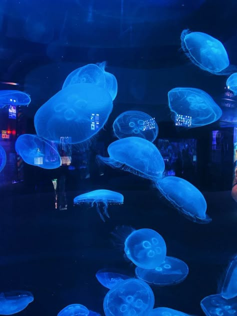 Aquarium Lockscreen, Aquarium Date Aesthetic, Jellyfish Banner, Aesthetic Aquarium, Aquarium Pics, Aquarium Aesthetic, Aquarium Date, Aquarium Pictures, Ocean Aquarium