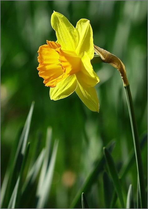 March Daffodils, Jean Haines, Dior Pants, Flower Background Iphone, Macro Flower, Yellow Daffodils, Chicken Art, Flowering Trees, Flower Tutorial