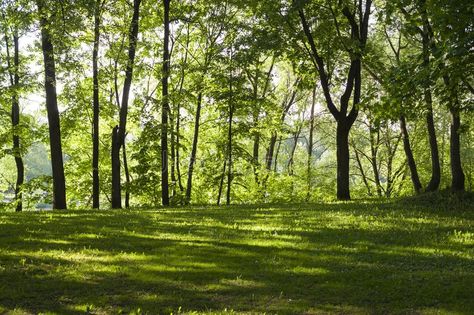 Glade in the forest at spring morning. background, nature. Glade with grass in t , #ad, #spring, #forest, #Glade, #morning, #grass #ad Forest Background Aesthetic, Forest Background Landscape, Urban Diagram, Morning Background, Forest Glade Aesthetic, Forest In Spring, Woodland Glade, Forest Glade, Forest With Sunlight