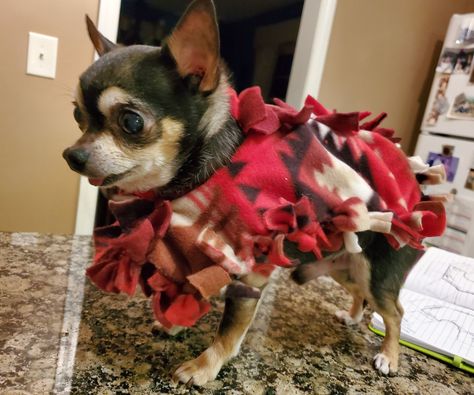 Chihuahua Clothes Diy, Sew Dog Clothes, Dog Poncho, Old Chihuahua, No Sew Fleece, Girl Dog Clothes, Fleece Projects, Natural Pet Care, Chihuahua Clothes