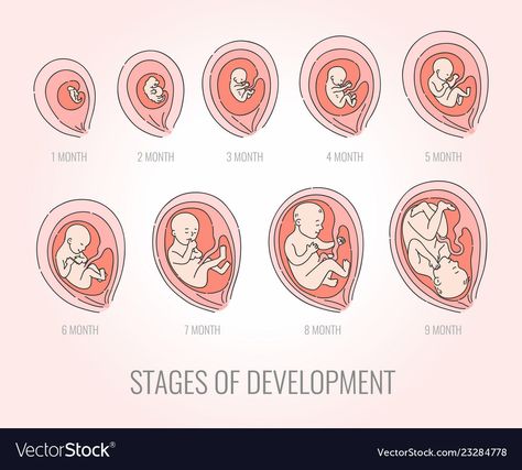 Stages Of Human Development, Healthcare Infographics, Human Embryo, Stages Of Development, Pregnancy Art, Decoration For Ganpati, Fetal Development, Princesa Peach, Developmental Stages