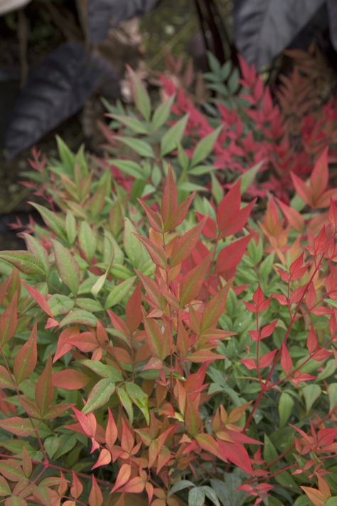 Nandina Plant, Southern Living Plant Collection, Front Yard Plants, Southern Living Plants, Rosemary Plant, Southern Garden, Free Plants, Front Yard Landscaping Design, Plant Collection