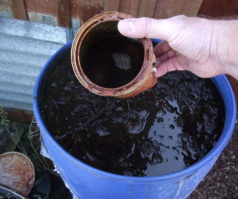 Making Liquid Fertilizer From Weeds Plant Food Diy, Garlic Garden, Soil Microorganisms, Tomato Fertilizer, Tomato Seedlings, Garden Compost, Fertilizer For Plants, Citrus Trees, Bountiful Harvest