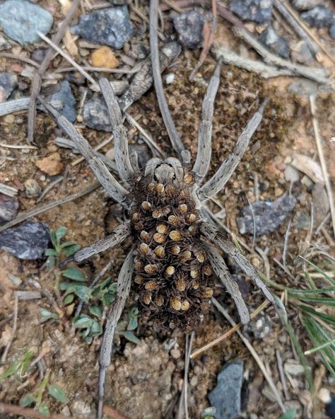 Wolf Spiders, Female Wolf, Crazy Nature, Wolf Spider, Woman Hiking, Crafts Animals, Quotes Light, Creepy Photos, Aesthetic Forest