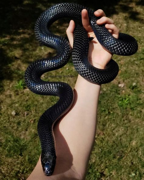 Oc Firebender, Brazilian Rainbow Boa, Milk Snake, Snake Photos, Snake Black, Stories Pictures, Corn Snake, Pet Snake, Ball Python