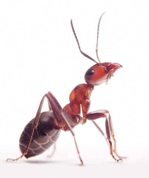 Ants have a two part stomach. In the “crop” part of the stomach, food for the ant colony is temporarily stored. Ant Tattoo, Red Ant, Ant Colony, Rid Of Ants, Get Rid Of Ants, Best Pest Control, Essential Oil Benefits, Insect Control, Creepy Crawlies