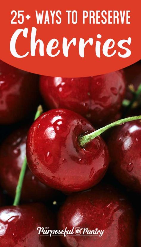 25+ Ways to Preserve Cherries - from tip to tail, pit and all. Jams, jellies, syrups, salsa, 'raisins', powders, and more! Find all sorts of ways to preserve your cherry harvest! #cherries #canbassador #preserving #canning Cherry Recipes Canning, Sour Cherry Recipes, Cherry Salsa, Cherry Bread, Food Canning, Cherry Lemonade, Cherry Preserves, Home Canning Recipes, Cherry Sauce