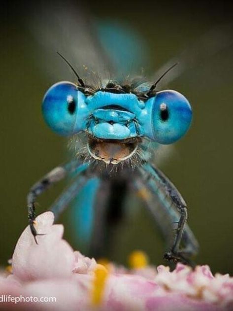 Humor brightens anything associated with it. It has become a bonding glue for photographers and photography / wildlife enthusiasts around the world. This amazing bond of people with nature strengthens the bond we share. With all these difficulties, the competition has received over 7000 votes for their 7th annual competition. This is one of them. Dragonfly Eyes, Dragonfly Artwork, Dragonfly Images, Comedy Wildlife Photography, Dragonfly Photos, Dragonfly Insect, Insect Photography, Cool Bugs, Beautiful Bugs