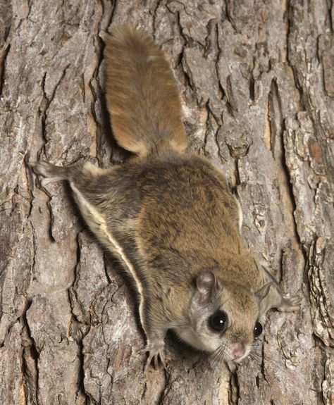 Flying Squirrels, Yard And Garden, Home Yard, Flying Squirrel, Chinchillas, Cute Animal Pictures, Animal Tattoos, On The Ground, Squirrels