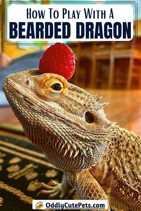 Bearded Dragon Play Ideas - Learn how to play with a bearded dragon Diy Bearded Dragon Enclosure, Bearded Dragon Diy, Dragon Pet, Bearded Dragon Enclosure, Bearded Dragon Terrarium, Bearded Dragon Cage, Bearded Dragon Food, Bearded Dragon Habitat, Bearded Dragon Tank