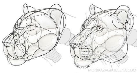 How to Draw a Big Cat Head – Monika Zagrobelna Lion Anatomy, Feline Anatomy, Big The Cat, Paw Drawing, Draw Realistic, Cat Anatomy, Animal Anatomy, Animal Study, Anatomy Drawing