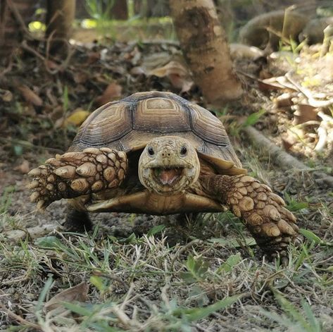 Tortoise Aesthetic, Tortoise Photo, Tortoise Photography, Tortoise Pictures, Turtle Pet, Pet Tortoise, Funny Animal Pics, Tortoise Drawing, Tortoise Tattoo