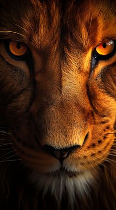 Lion Hd Wallpaper, Lion Facts, Tiger Photography, Lion Eyes, Born To Shine, Fierce Lion, Wild Animal Wallpaper, Lion Photography, Lions Photos