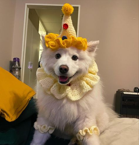 Dog Clown Costume, Bee And Puppycat Clown, Dog New Year, Cute Clown Aesthetic, Clown Sona, Clown Fursona, Clown Trinket, Clown Animals, Cute Dog Outfits