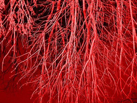 veins Tree Veins, Red Veins, Dorian Gray, Rocky Mountain, Red And Grey, Store Design, Textures Patterns, Tangled, Design Projects