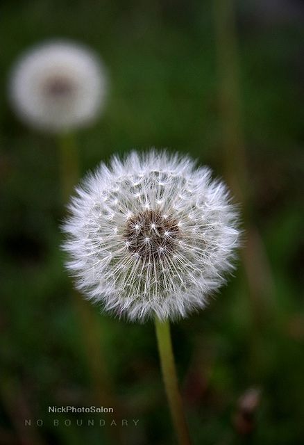 Dandelion | by Nickphotosalon Dandelion Pictures, Dandelion Puffs, Foto Macro, Dandelion Flowers, Dandelion Art, The Dandelion, Dandelion Wish, Flower Guide, Dandelion Flower