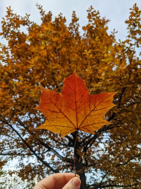 This autumn leaf had the perfect seasonal colours. The autumn tree in the background was the last near my house to lose its leaves and it looked beautiful 🍂 the aesthetic was too perfect to not get a quick autumn theme picture ��🍁 Follow me on Instagram @extraalifee Leaves Fall, Fall Leaves Widget, Autumn Leaf, Fall Leaf, Autumn Aesthetic Leaves, Atumm Fall Leaves, Autumn Leaf Aesthetic, Oak Leaf Autumn, Christmas Leaves