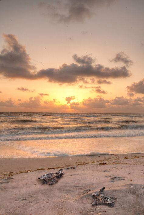 7 Best Beaches In Siesta Key Fl ( And Nearby!) - Florida Trippers Siesta Key Florida, Health Insurance Coverage, Siesta Key, Social Determinants Of Health, Florida Beach, Insurance Coverage, Best Beaches, Healthy People, Beach Sunset