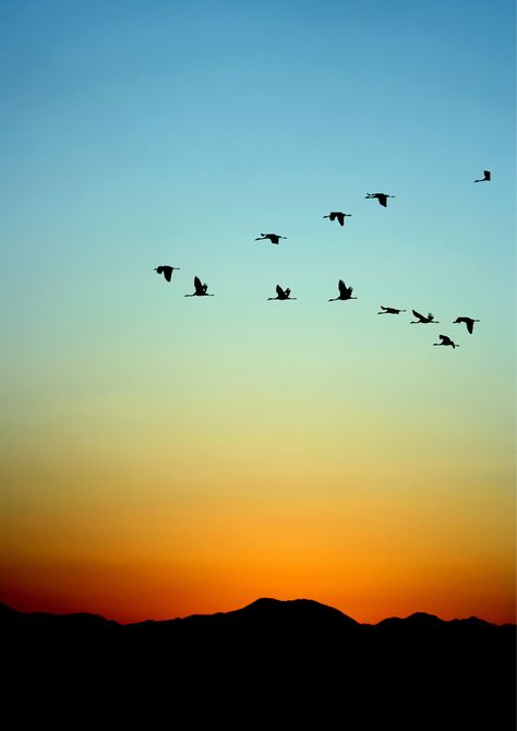 Birds Flying In The Sky Pictures, Birds Taking Flight, Birds Flying Aesthetic, Birds Flying In The Sky, Flock Of Birds Flying, Birds Sunset, Psalm 65, Bird Flight, Sky Tattoos