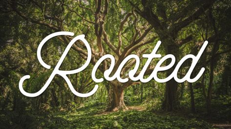 Youth Group Lesson on Being Rooted in God's Word Youth Devotions, Church Youth Group Activities, Youth Group Events, Youth Sermons, Teen Bible Lessons, Youth Ministry Lessons, Youth Bible Lessons, Youth Group Lessons, Youth Bible Study