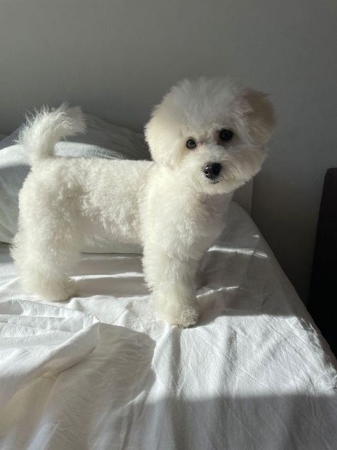 White Dog Haircut, Small White Dog Haircut, Poochon Dog Haircut, Cute Maltipoo Haircut, White Maltipoo Haircut Styles, Fluffy Dog Haircut, White Poodle Haircut Styles, Bishon Dogs Grooming, Bishon Dogs Haircut