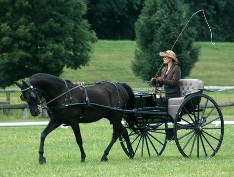 carriage dressage 2 | by Martina V. Horse And Buggy Carriage, Rare Horse Colors, Driving Horses, Carriage Horse, Horse Wagon, Horse Cart, Horse Drawn Carriage, Carriage Driving, Horse Harness